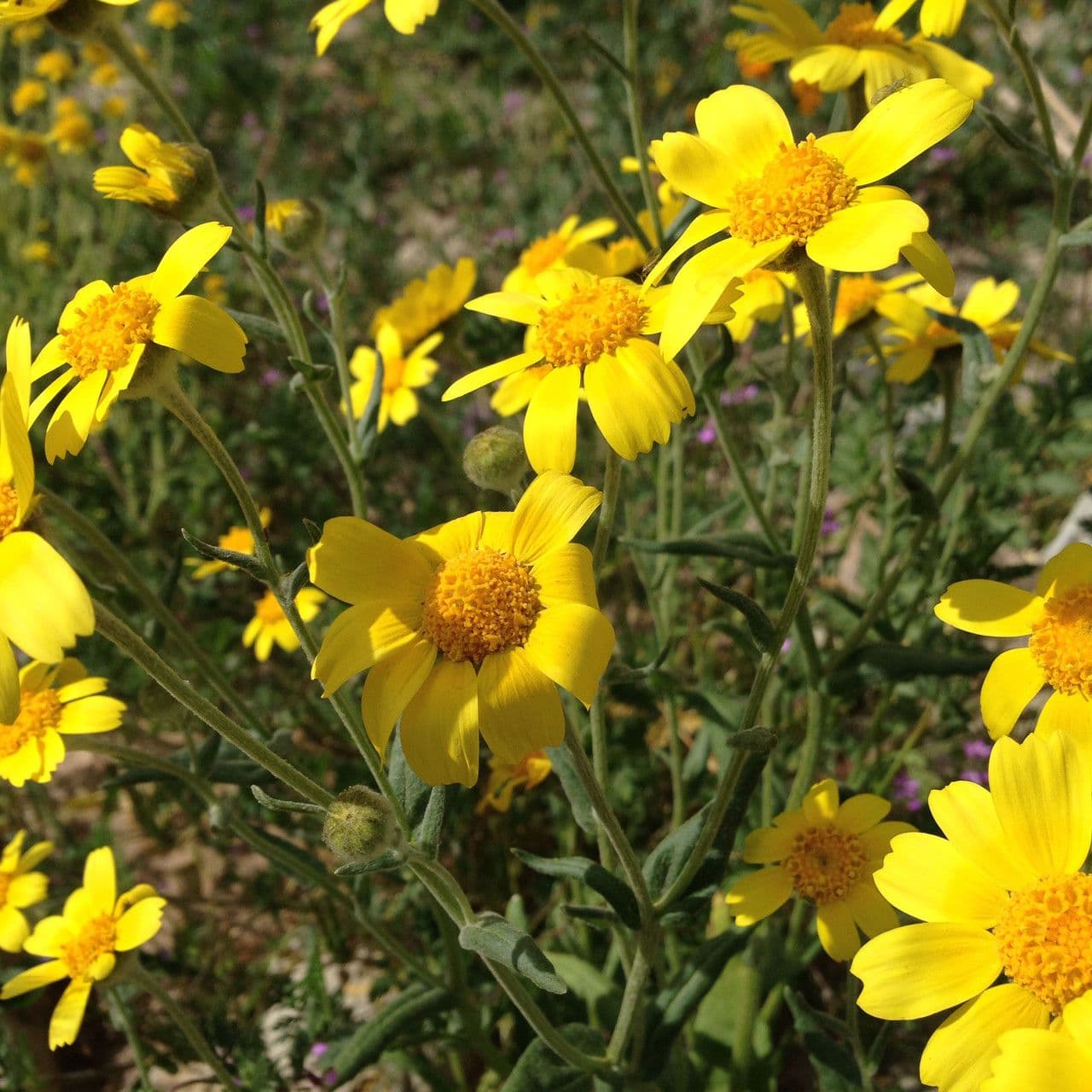 Monolopia lanceolata 6