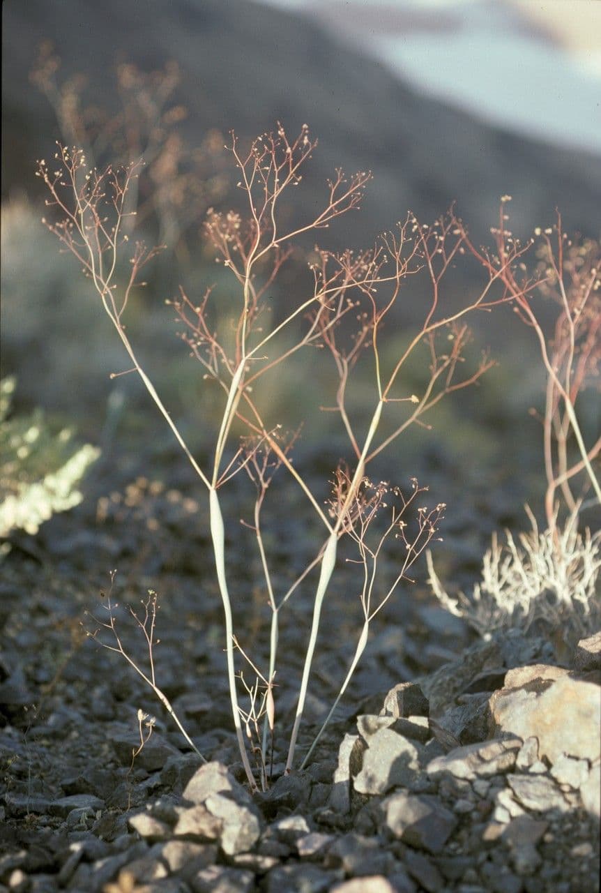 Polygonum gonfiato