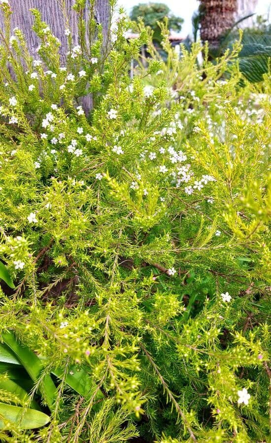 Diosma 7
