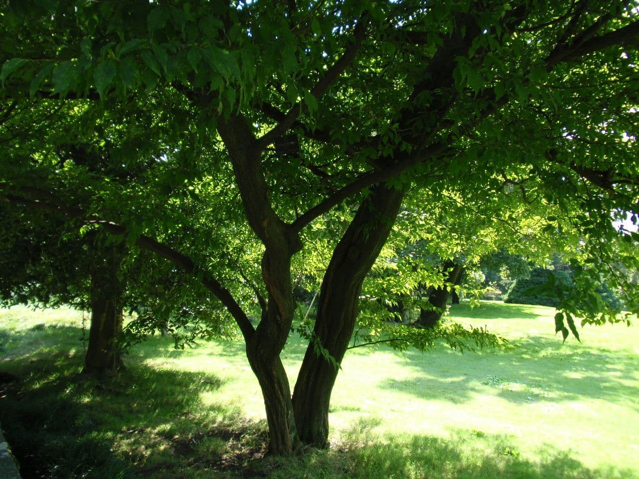 Styrax japonicus 11
