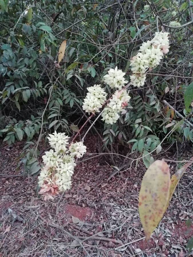 Seifenbaum 6
