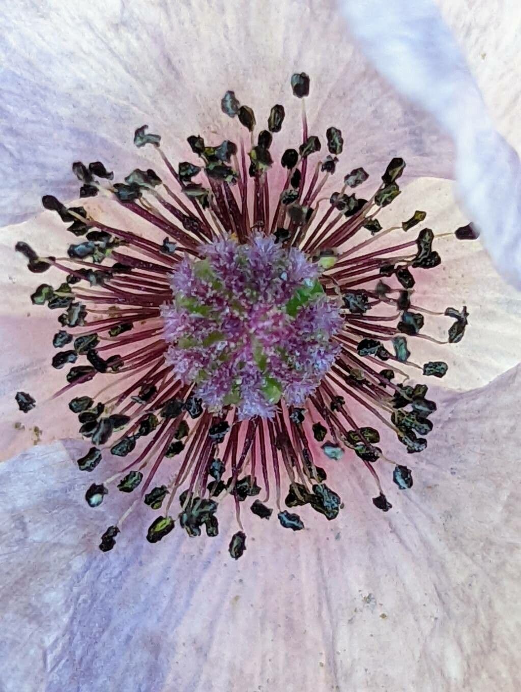 Klatschmohn 27