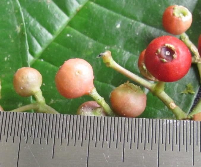 Miconia 3