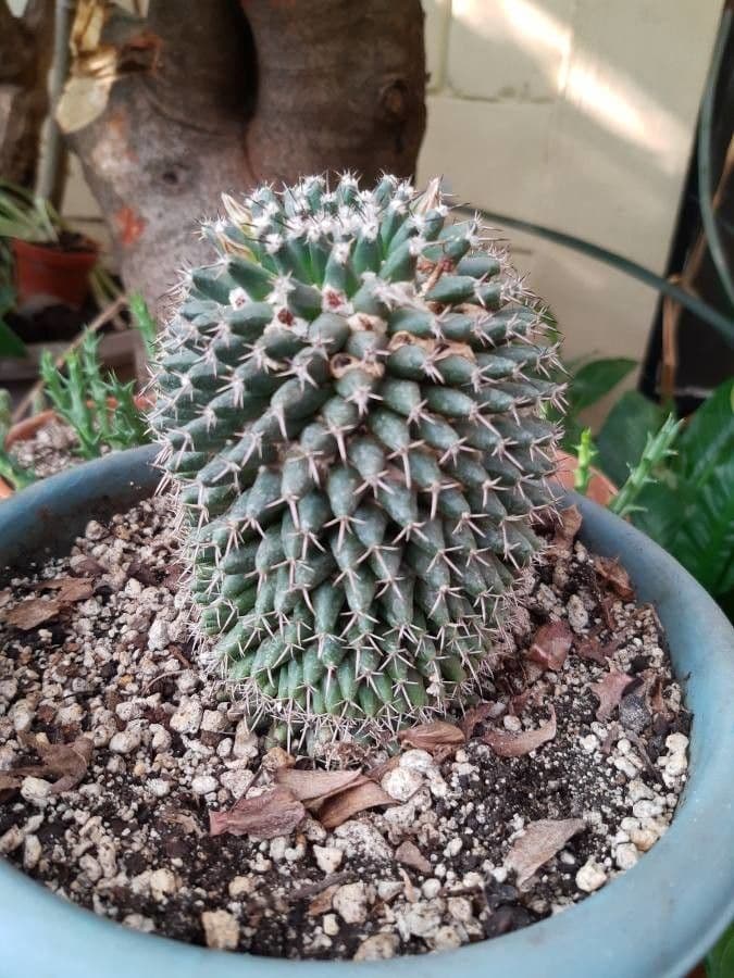 Mammillaria 12