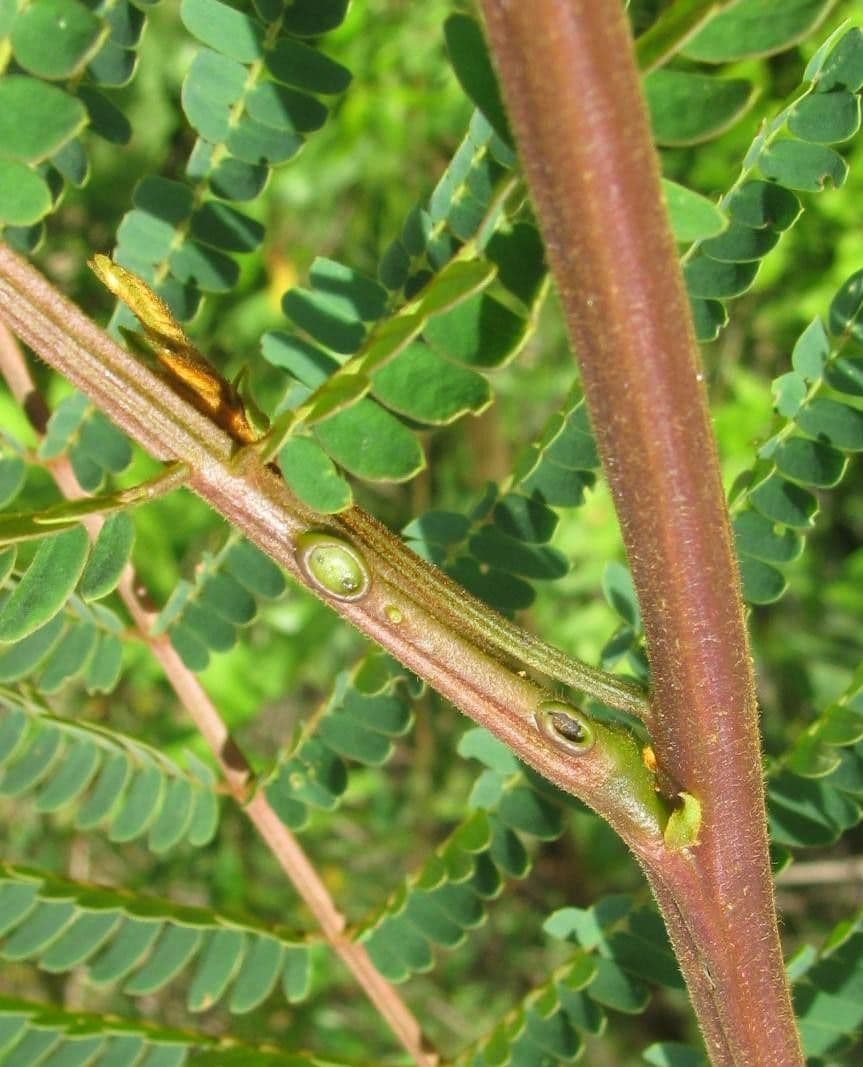 Albizia carbonaria 22
