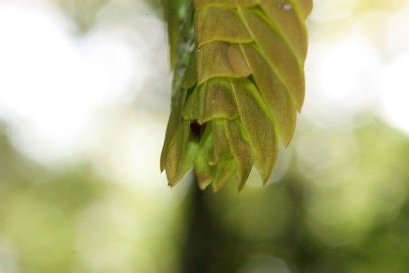 Bulbophyllum 3