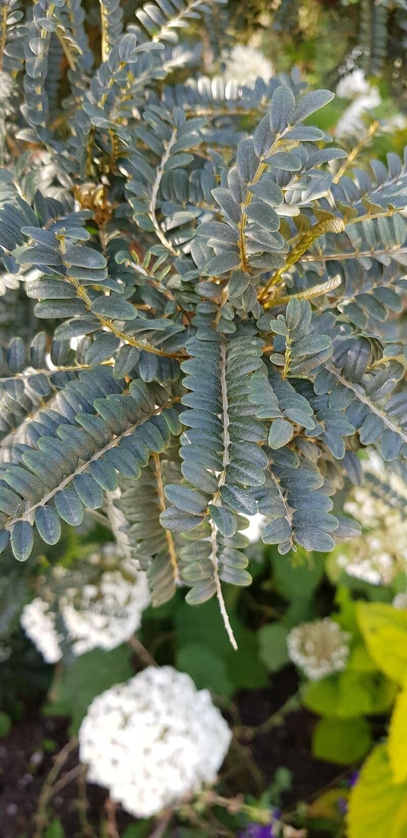 Sophora 3