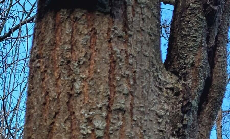 Katalpa vajcovitolistá 22