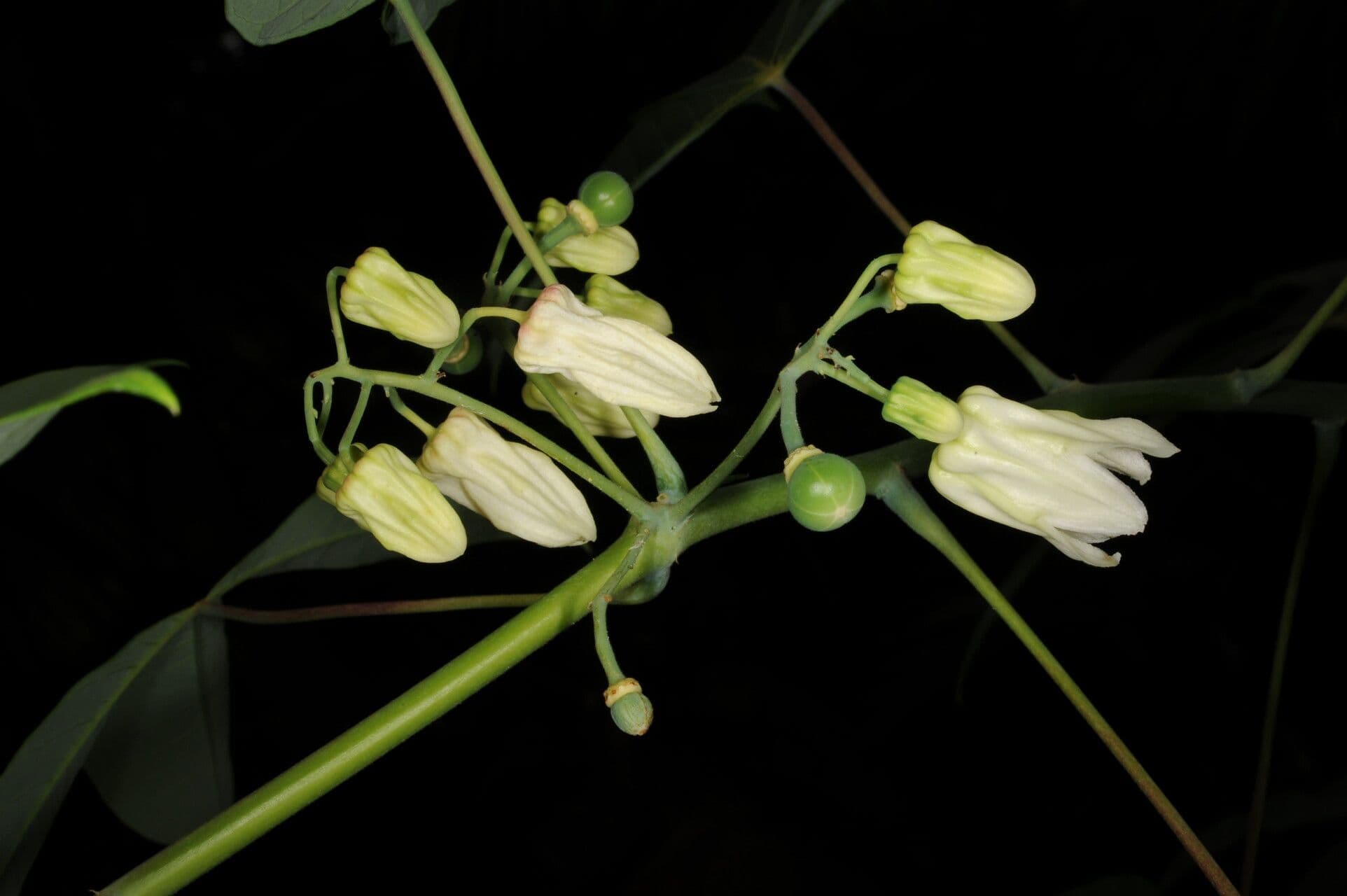 Manihot brachyloba 9