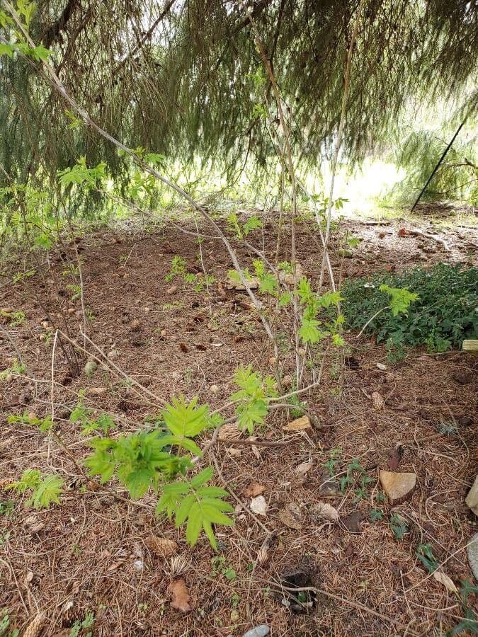 Sorbaria 26