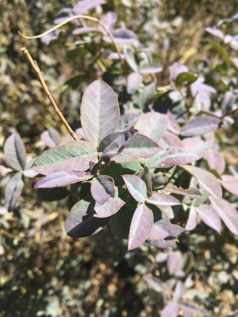 Adenocarpus 16