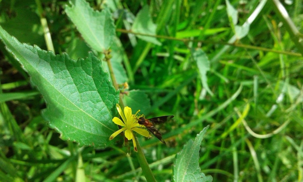 Triumfetta rhomboidea 8
