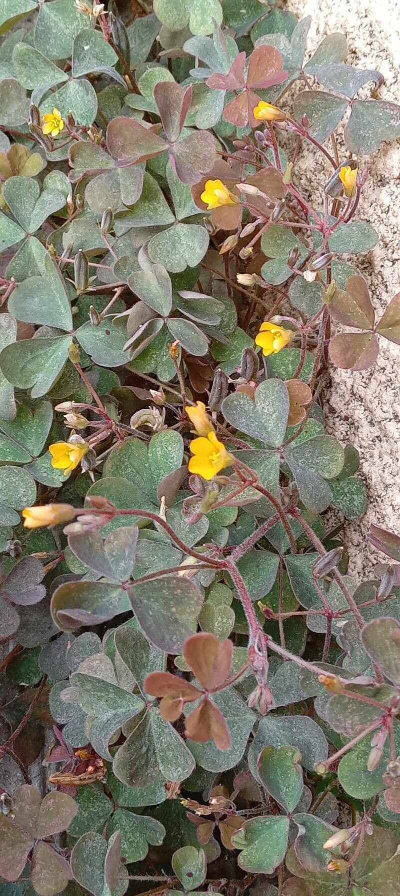 Ossalide corniculata 11