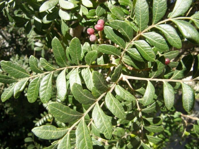 Pistacchio messicano 7