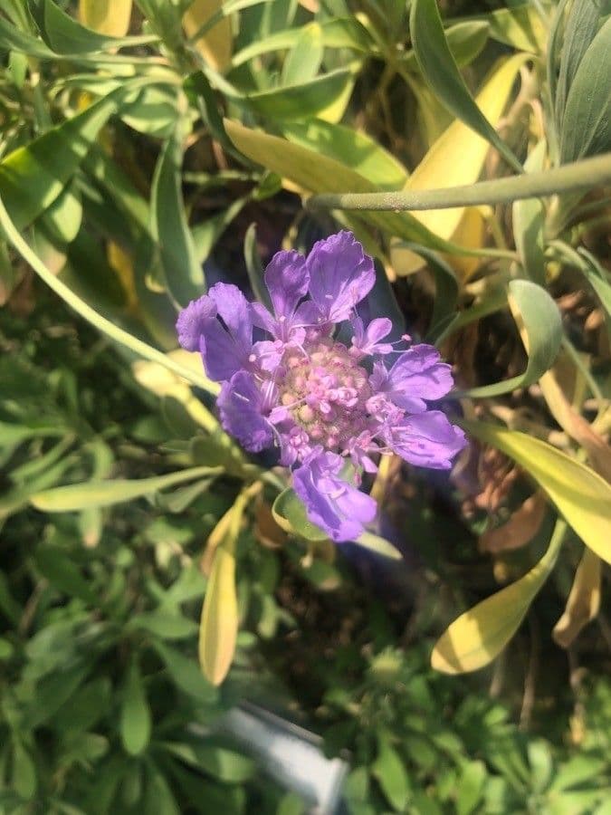 Vedovina siciliana