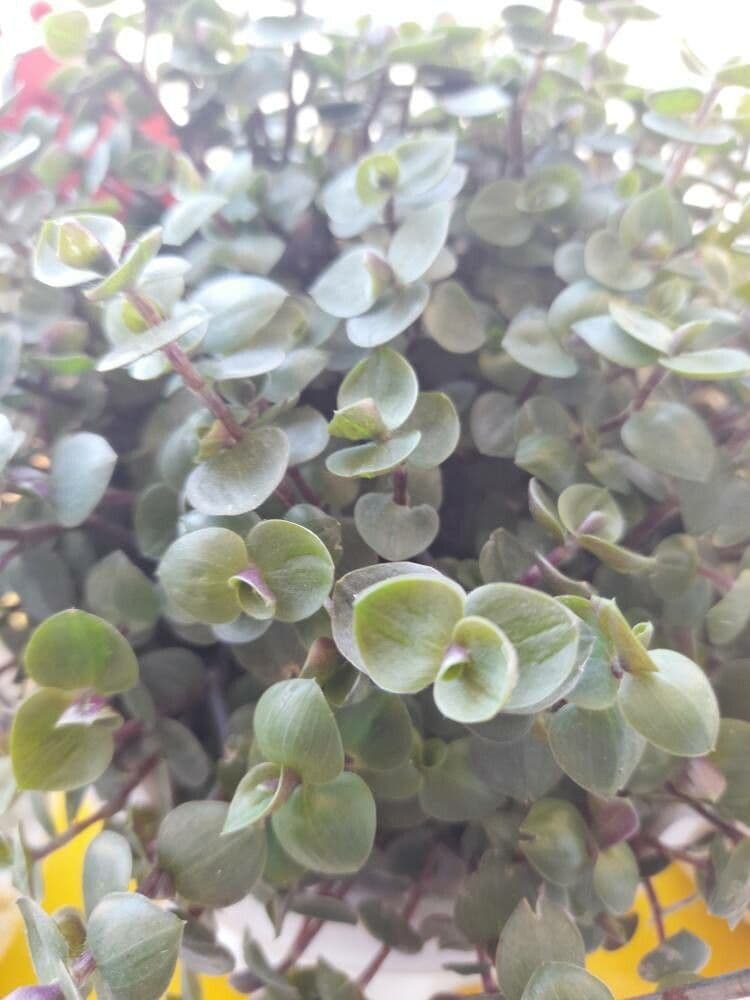 Callisia repens