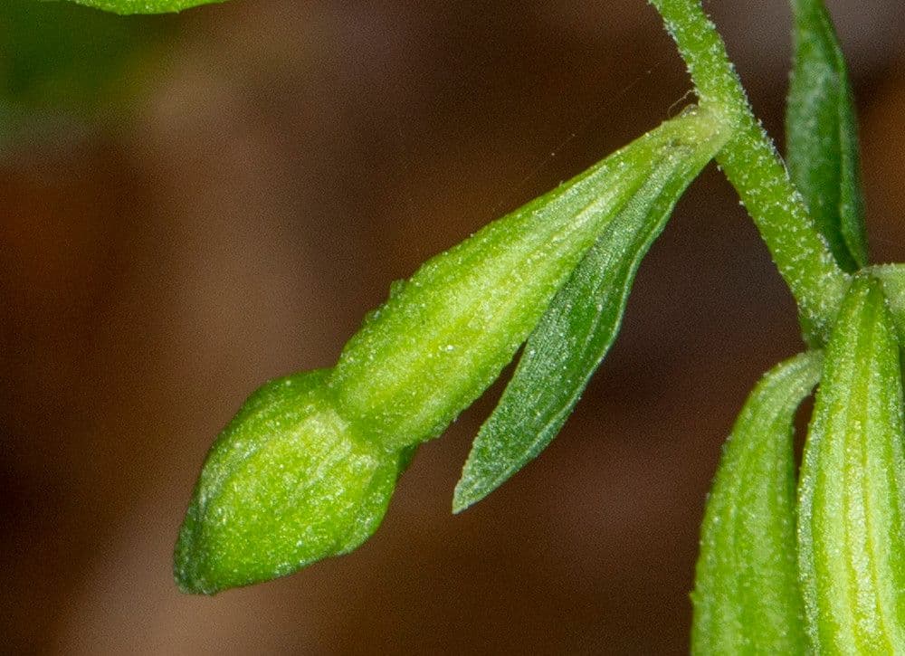 Epipactis 2