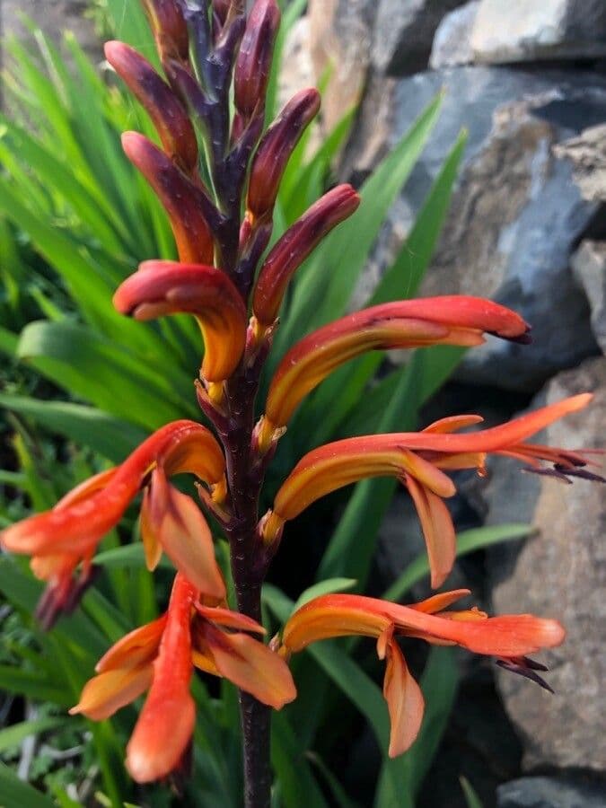 Chasmanthe aethiopica 8