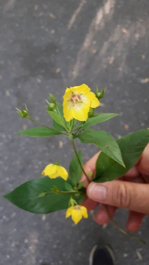 Lysimachia quadriflora 2