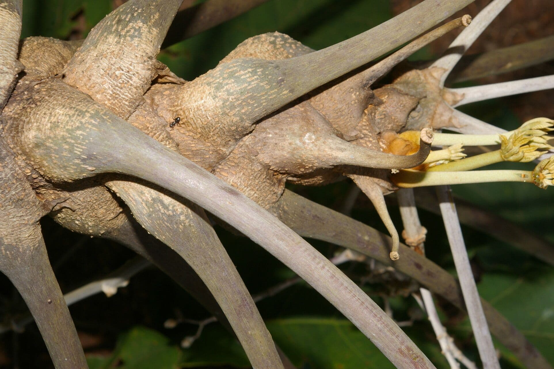 Yagrumo macho 25