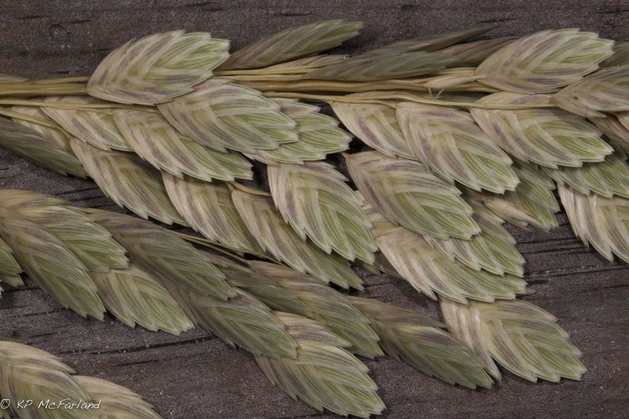 Avena marittima 17