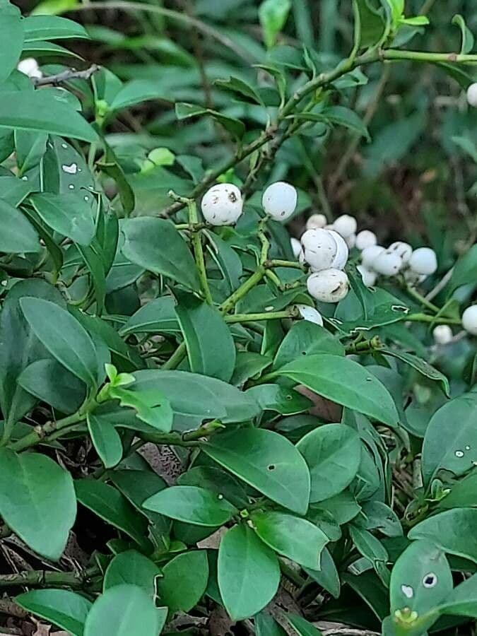 Psicotria serpens 3