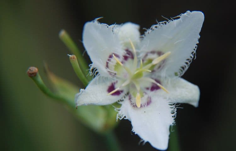 Calochortus Lyallův