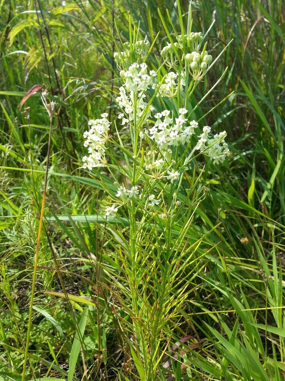 Asclepias verticillata 12