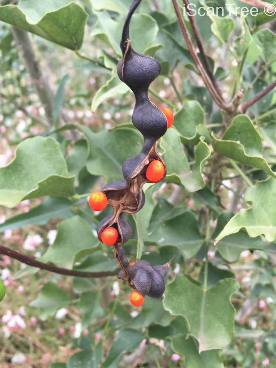 Erythrina 2