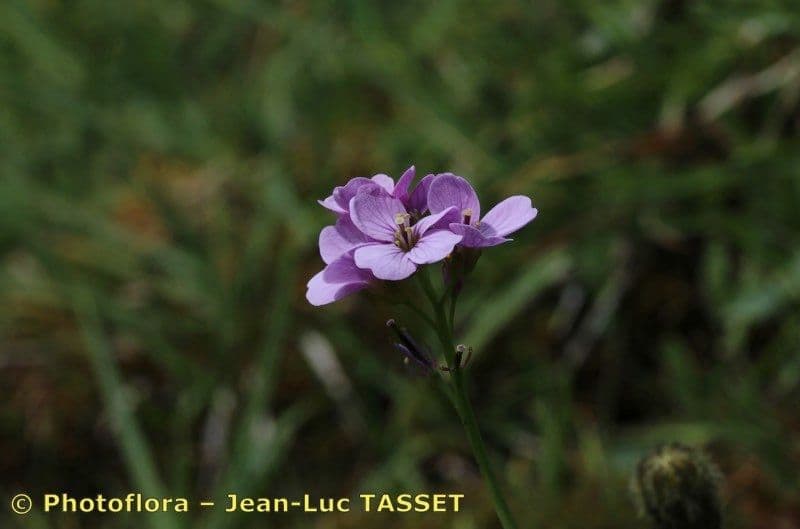 Crescione 4