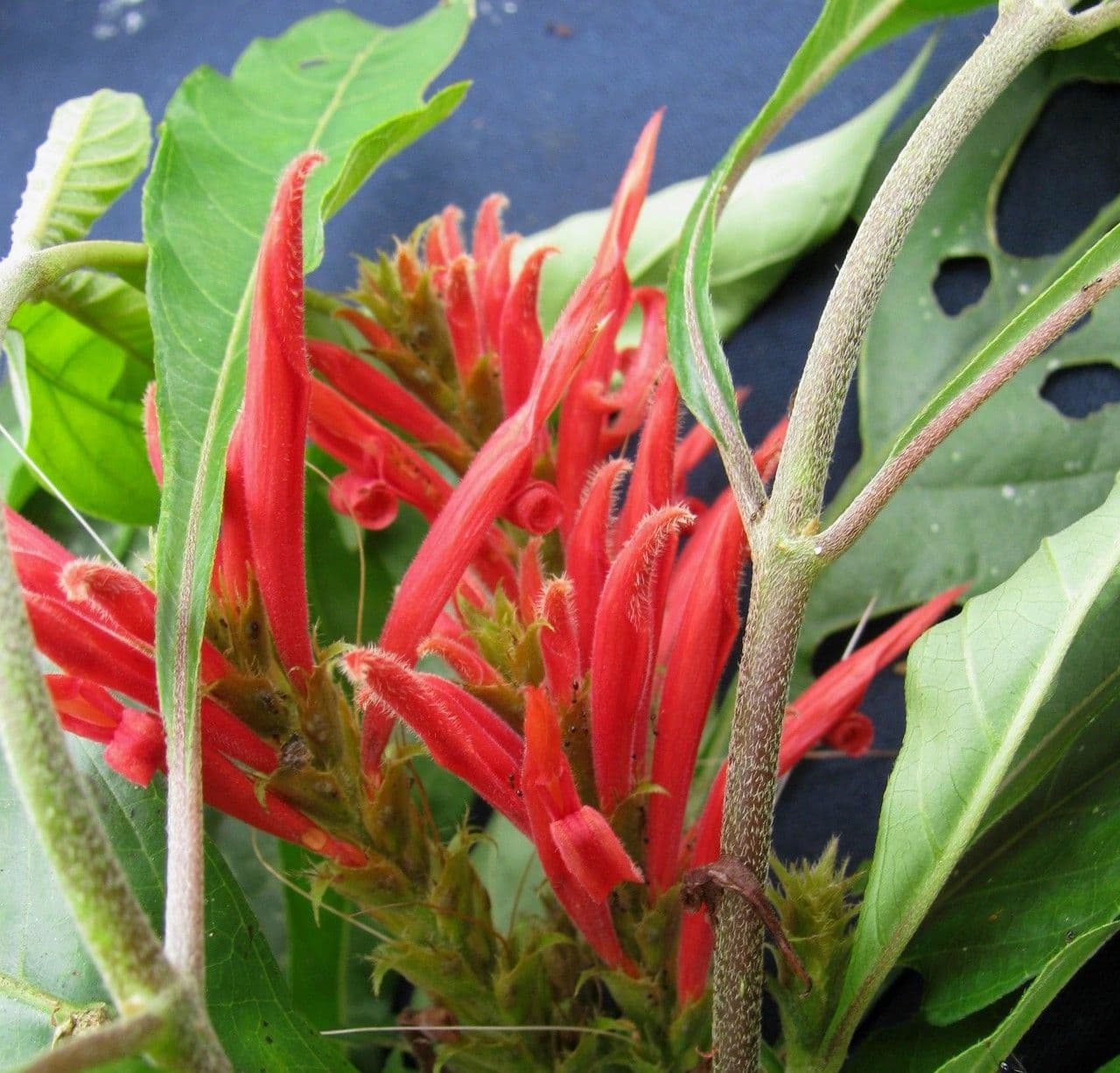 Aphelandra scabra 4