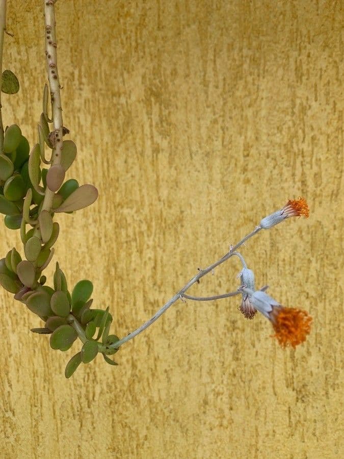 Kleinia 3