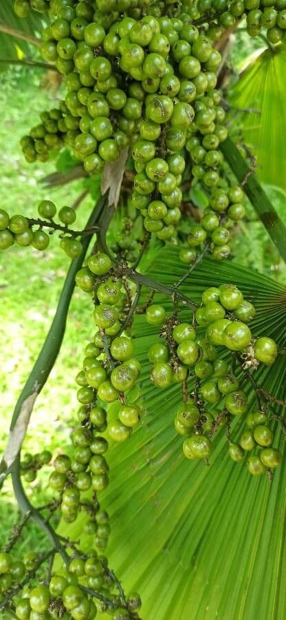 Palma a ventaglio di Vanuatu 3