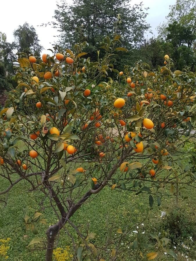 Kummerquats 11