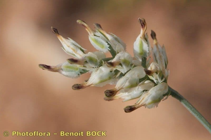 Fumaria macrosepala 2