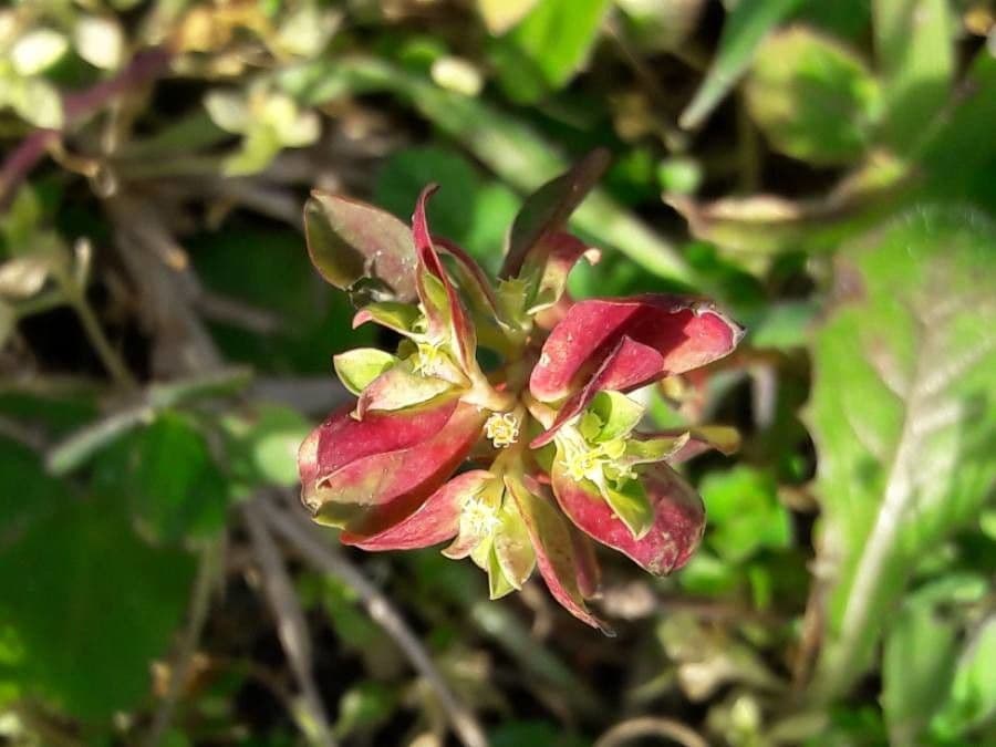 Garten-Wolfsmilch 9