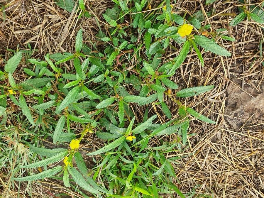 Corchorus trilocularis 11