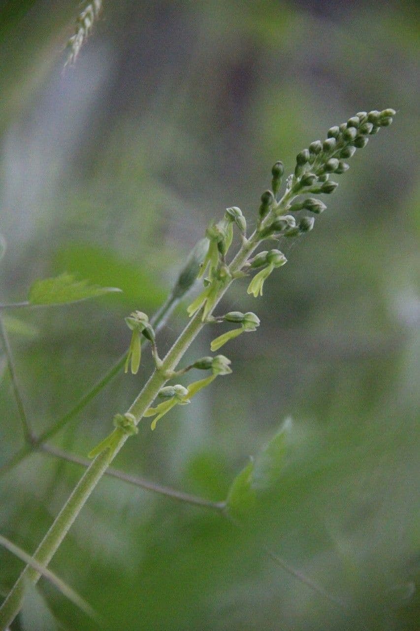 Listera maggiore 29