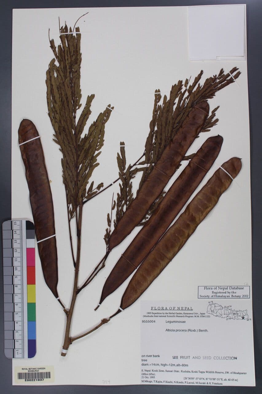 Schneller Seidenbaum 7