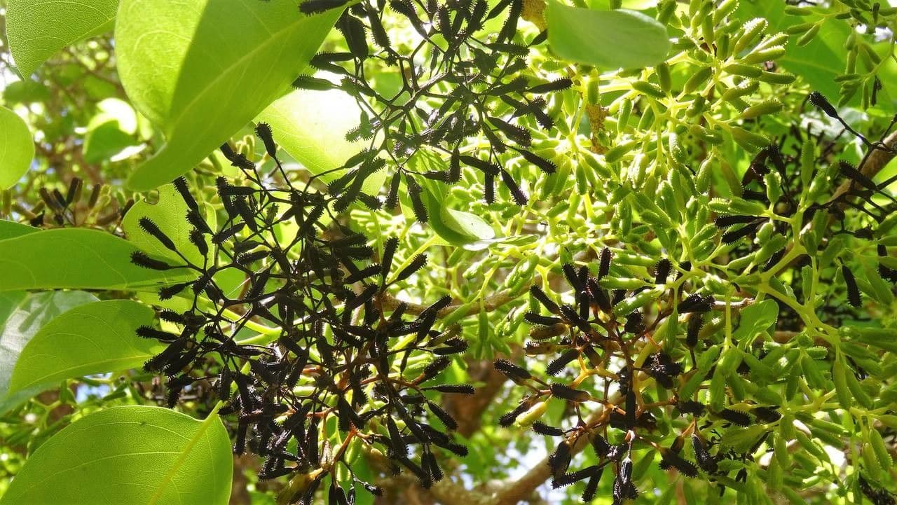 Pisonia 4
