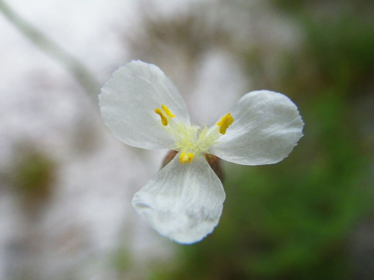 Karolinische Gelbaugengras
