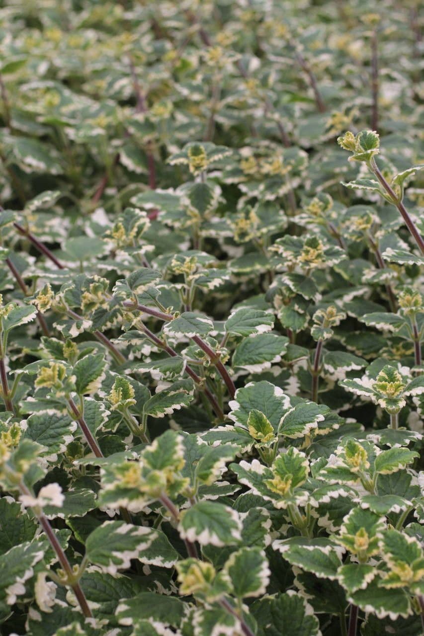 Plectranthus 8