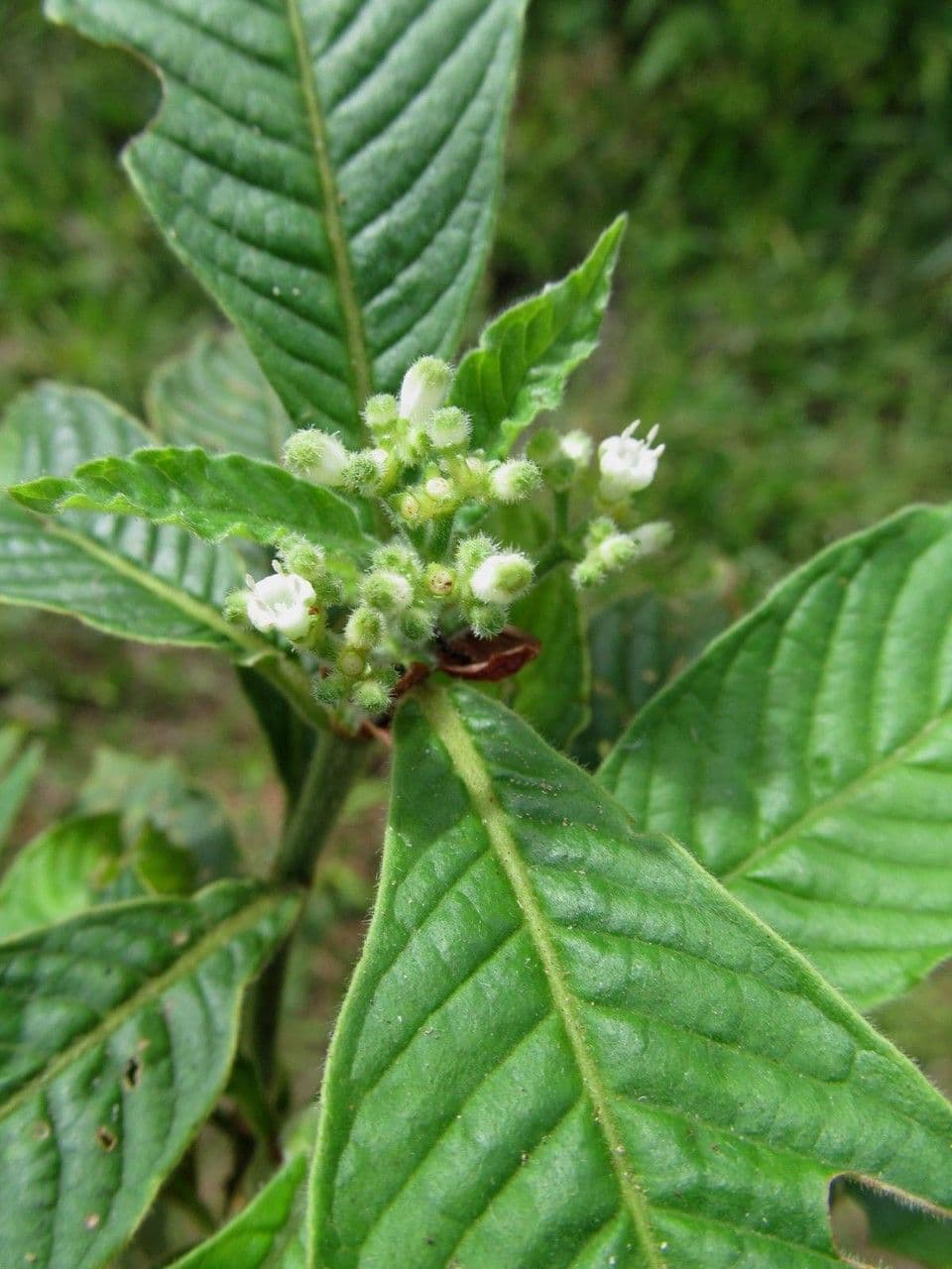Psychotria nervosa 25
