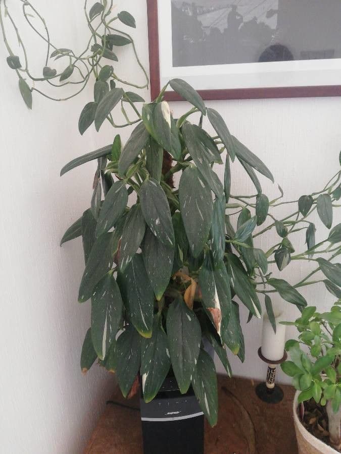 Monstera 9