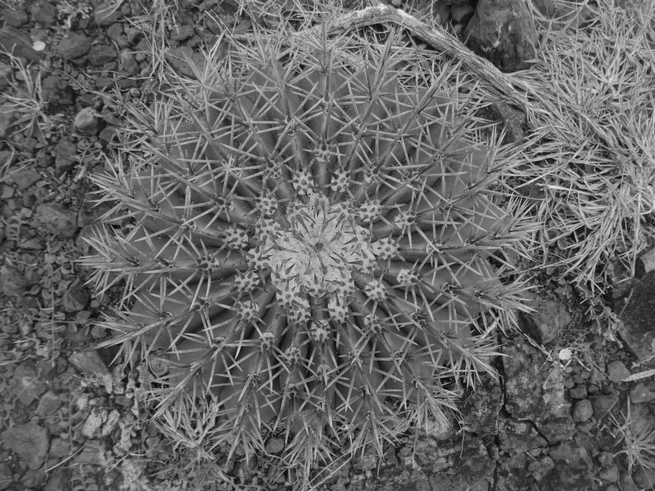 Melocactus 25