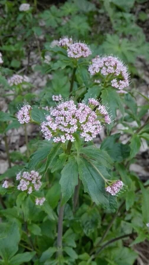 Valeriana trifogliata 10