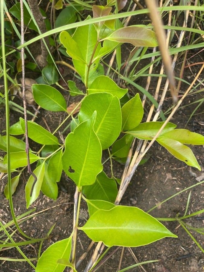 Syzygium