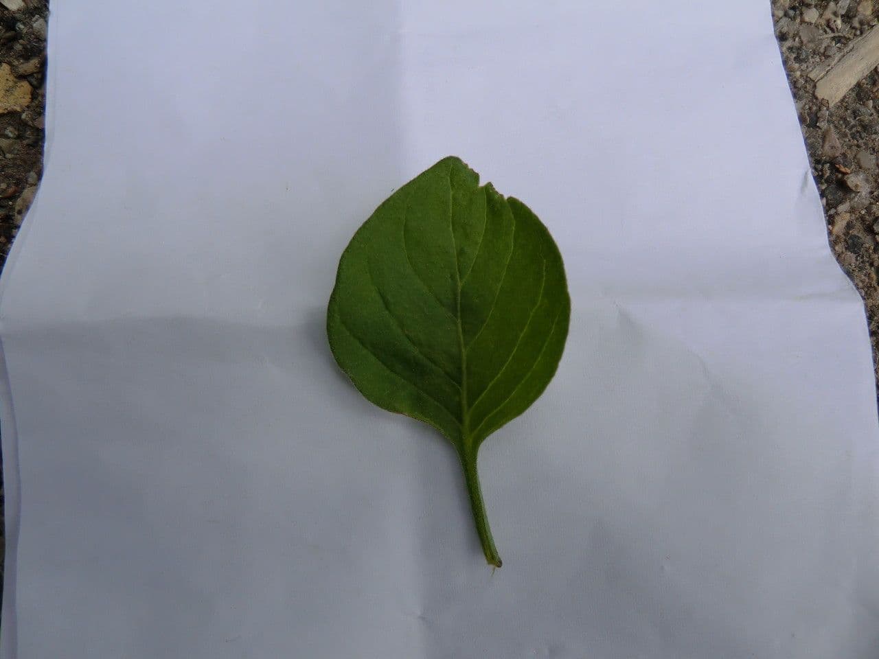 Salpichroa origanifolia 29