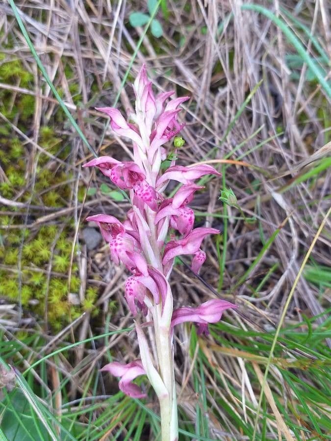 Orchide cimicina 6