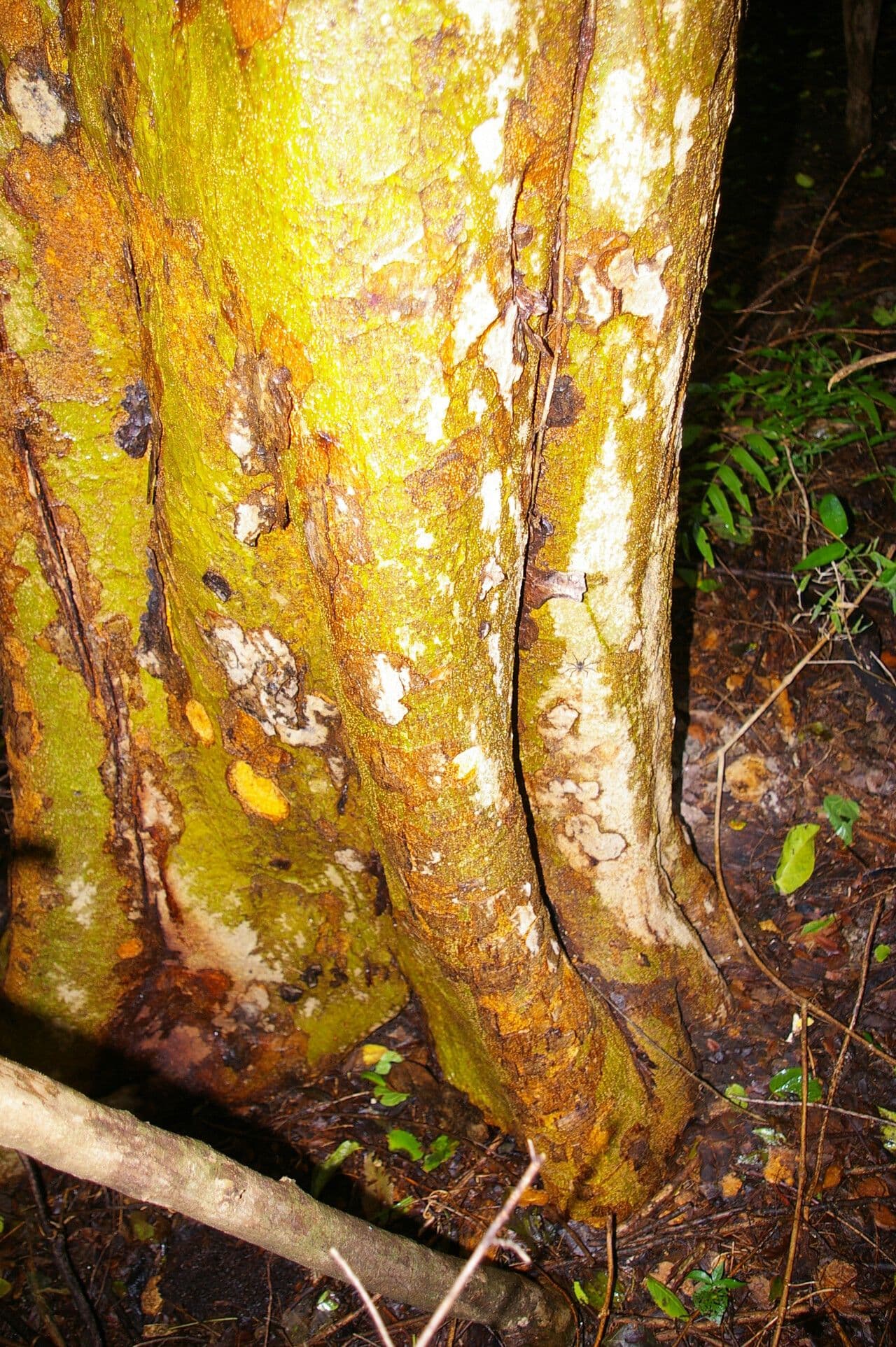 Colubrina elliptica 2